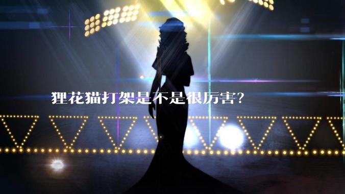 狸花猫打架是不是很厉害？